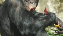 Schimpansenmann Kibali im Zoo am Meer
