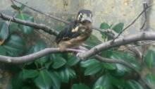 Sumbawadrossel-Jungvogel