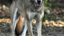 Neu im Tierpark Berlin: Der Europäische Wolf ist zurück