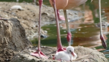 Flamingo-Kücken im Tierpark Hagenbeck